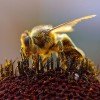 It’s Official – Cell Phones are Killing Bees