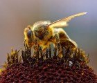 It’s Official – Cell Phones are Killing Bees