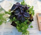 Deck Out Your Dining Table With Edible Centerpieces from Woolly Pocket