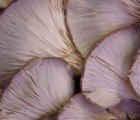 Oyster Mushrooms Can Break Down Disposable Diapers in Just 4 Months