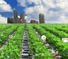Harvard Economist Claims Urban Farms Do More Harm Than Good