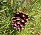 Cargill, Shell and Honda Team Up to Make Gasoline from Pine Cones and Corn Husks