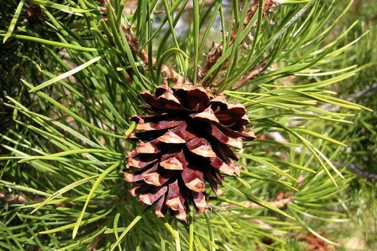 gasoline from corn husks, gasoline from pine waste, biofuel, biodiesel, shell biofuel,