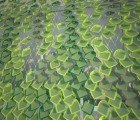 Solar Ivy Building-Integrated Modular Photovoltaic System Grows Bigger & Better