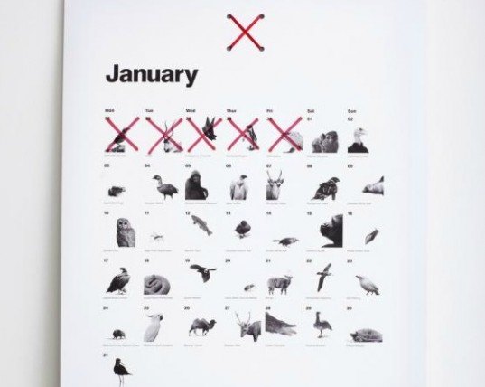 environmental campaign the chase, almost extinct the chase, almost extint calendar, BBC Wildlife fund almost extinct, endangered species calendar, almost extinct species the chase