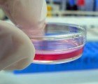 Artificially Grown Lab Meat Could Reduce Emissions By 96%