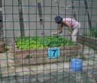 Researchers Develop a Way to Make Plastic From Yard Waste