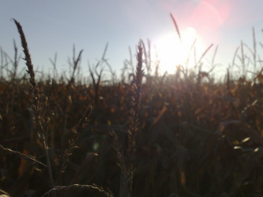 European commission biofuel schemes, biofuel production rules, eu biofuels, european commission biofuel rules, european commission biofuel production, biofuel production, biofuel food crops, biofuel renewable energy