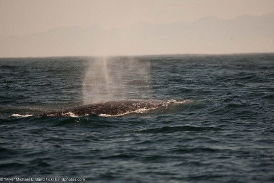 Russian oil and gas exploration, oil and gas seismic devices, gray whales oil and gas, sakhalin oil and gas, sakhalin gray whales, sakhalin oil and gas, russian oil and gas