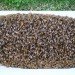 bees, bee breeding, parasitic mites, bee population, University of Manitoba in Winnipeg, cold resistant bees