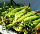 U.S. Energy Dept. Gives $105M to Make Fuel From Corn Waste