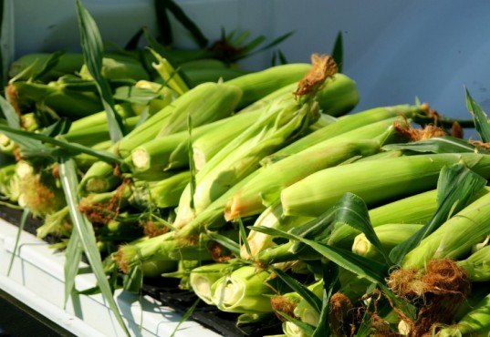 ethanol made from corn waste, corn waste ethanol, poet, us department of energy loan, us back cellulosic ethanol plant