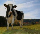 Surprise! Yet Another Report Shows that Eating Meat Contributes to Global Warming