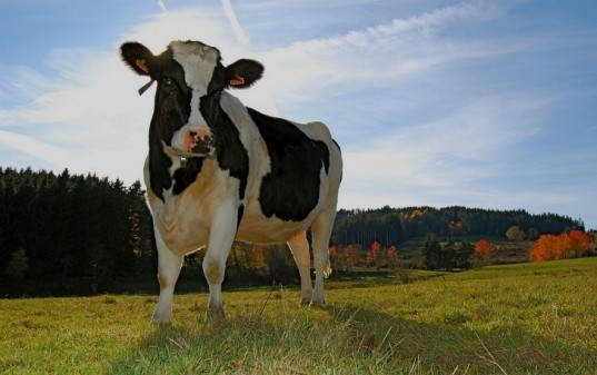 The Meat Eater's Guide to Climate and Health The Meat Eater's Guide to Climate and Health, environmental working group, ewg meat eating guide, ewg meat eating study, meat and climate change, meat and global warming