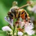 bees, bee breeding, parasitic mites, bee population, University of Manitoba in Winnipeg, cold resistant bees