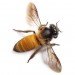 bees, bee breeding, parasitic mites, bee population, University of Manitoba in Winnipeg, cold resistant bees
