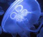 Elegant Jellyfish Inspire Research in Propulsion and Energy Technology