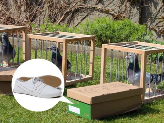 Jojo, eco-friendly shoes, sustainable shoes, eco-friendly sneakers, sustainable sneakers, eco-fashion, sustainable fashion, green fashion, ethical fashion, sustainable style, pigeons