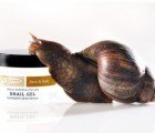 Could Snail Slime be the Latest “Miracle” Anti-Aging Skincare Ingredient?