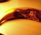 Extraordinary Banana Art Etchings are Inspiring and Edible