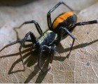 Scientists Develop Bulletproof Skin Using Goat Milk Spider Silk