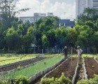 Urban Farming Movement Sweeps Across Havana, Cuba Providing 50% of Fresh Food