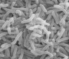 Scientists Find That Bacteria-Based Nanowires Could Lead to Natural, Chemical Free Nanotechnology