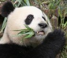 Panda Poop Could be the Key to Cheap and Efficient Biofuel Production