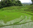 Japan Will Generate Electricity by Turning Unused Rice Paddies into Solar Farms