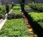 Stalled Manhattan Construction Site Transformed into Riverpark Restaurant Farm