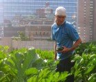 An Urban Farm Takes Root on a Stalled NYC Construction Site