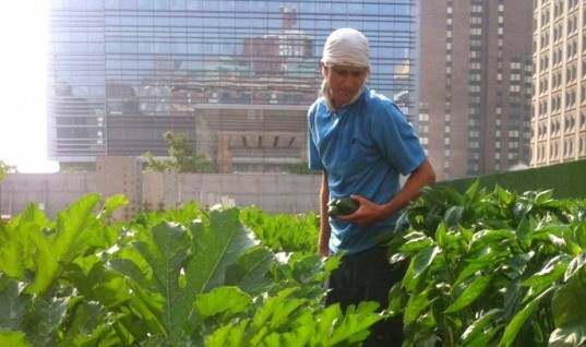 riverpark farm, riverpark restaurant, alexandria center for life science, stalled construction site, urban farms nyc, riverpark farm manhattan