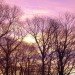 tree inspired solar, boy solar invention, Aidan Dwyer, solar array, new solar array, solar tree, solar technology, biomimicry solar,