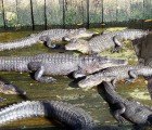 Researchers Find That Alligator Fat Could Be a New Source of Biodiesel