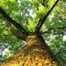 tree inspired solar, boy solar invention, Aidan Dwyer, solar array, new solar array, solar tree, solar technology, biomimicry solar, sustainable design, fibonacci sequence, solar tree