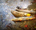 Paper Mill Waste Spill Kills Hundreds of Thousands of Fish in Louisiana’s Pearl River