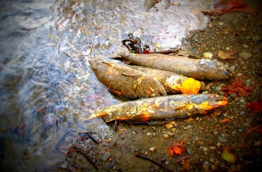 Dead Fish Pearl River Louisiana, dead fish Pearl River Louisiana, waste spill Pearl River Louisiana, paper mill spill Pearl River Louisiana, paper mill spill, waste material spill