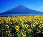 Millions of Sunflowers Soak Up Nuclear Radiation in Fukushima