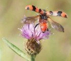 Discovery in Insect Skin Could Lead to Chemical Free Insecticides