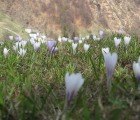 Scientists Turn Crocus Flower Chemicals into “Smart Bomb” Cancer Treatment