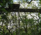 ‘Church Forest’ Documentary Reveals the Unseen World of Tree Canopies in Ethiopia