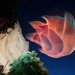green design, eco design, sustainable design, Janet Echelman, net sculptures, Fulbright Lectureship, TED