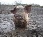 Google Invests in the Power of Pig Poop