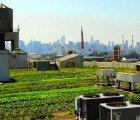 Brooklyn Grange is the World’s Largest Rooftop Farm!