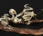Christy Rupp Creates Creepy Skeletons of Extinct Birds With Fast Food Chicken Bones