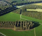 The Green Cathedral Is an Interpretation of Notre Dame in Trees