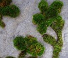 Garden Rug Lets You Grow a Grassy Field in the Heart of Your Home