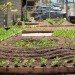 Rebar, rebar interview Green Design, Goats, Grazing, Urban Planning, Parklet, San Francisco, Public Space