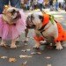 Eco-Friendly Fall Fun in NYC, fall activities, fall food, fall foliage, fall in new york, halloween new york, pumpkin picking nyc, queens country farm museum, haunted houses nyc, fall greenmarket vegetables