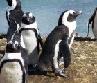 Knit a Sweater for a Penguin and Help Save an Oil-Spill Victim’s Life